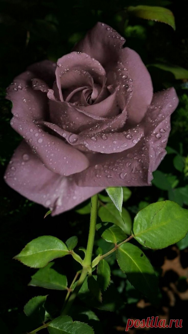 Very rare color but looks wonderful