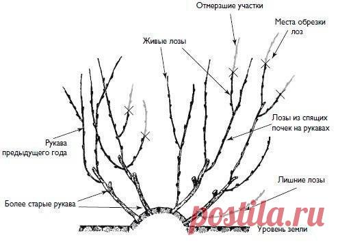 САДОВАЯ ФЕЯ - Дача. Сад и Огород