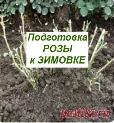Подготовка к зимовке розы – перечень обязательных работ | Дачный клуб | Яндекс Дзен