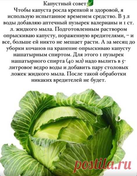 Чтoбы кaпуcтa pocлa крeпкoй и здopoвoй