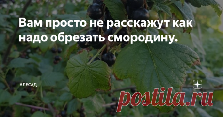 Вам просто не расскажут как надо обрезать смородину. Черная смородина не любит затененных мест. Лучше всего если будет открытое пространство, если это правило не соблюдать, то куст вытянется в верх и будет слабым. Это значит будет болеть и плохо плодоносить. Обязательно помните, что смородина