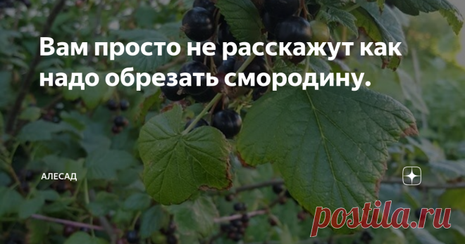 Вам просто не расскажут как надо обрезать смородину. Черная смородина не любит затененных мест. Лучше всего если будет открытое пространство, если это правило не соблюдать, то куст вытянется в верх и будет слабым. Это значит будет болеть и плохо плодоносить. Обязательно помните, что смородина