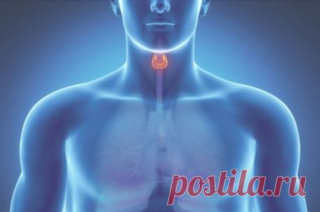 Питание для щитовидной железы. Это нужно знать!