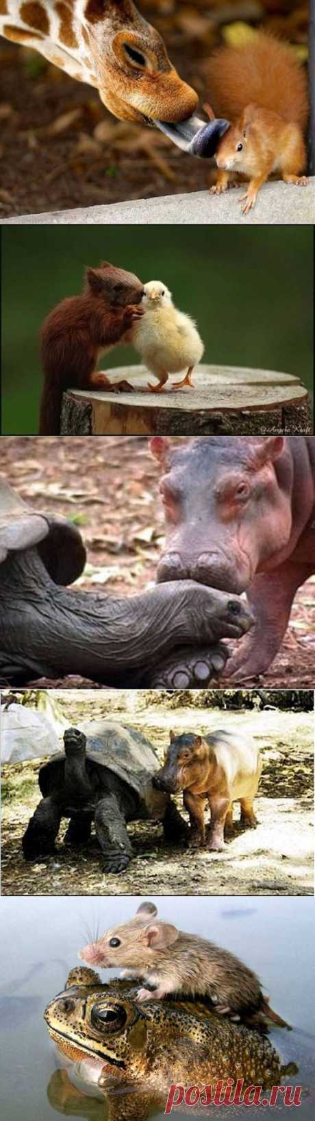 (+1) тема - Животные тоже умеют дружить! | Четвероногий юмор