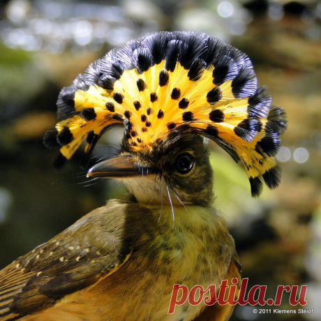 Амазонский венценосный мухоед (Onychorhynchus coronatus)