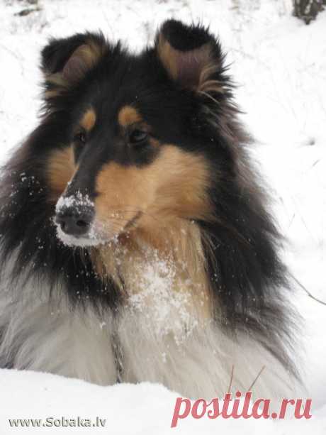 SOBAKA.LV | Породы собак | Колли длинношерстный | Фото 50312 | Collie Rough