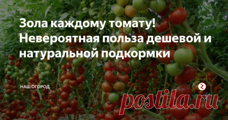 Зола каждому томату! Невероятная польза дешевой и натуральной подкормки Томаты будут в восторге от такой простой и доступной подкормки
Вы когда-нибудь использовали в качестве удобрения для томатов обычную древесную золу?
Это очень хорошая подкормка для растений. Она содержит почти полный набор химических элементов необходимый растениям для роста и формирования плодов. Даже использовав его всего один раз, вы сразу же заметите результат.
Преимущества золы.