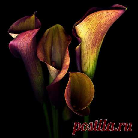 КРАСОТА НА ЧЕРНОМ БАРХОТЕ.
