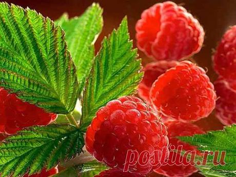 Полезные свойства малины для организма