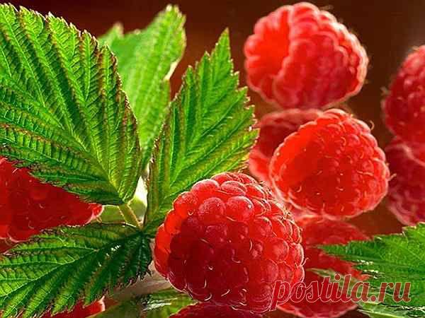 Полезные свойства малины для организма