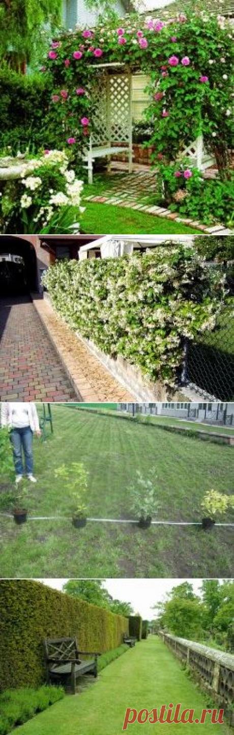 Растения для живой изгороди