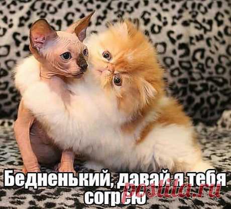 Хи-хи-хи...ржака!
Александр Невский