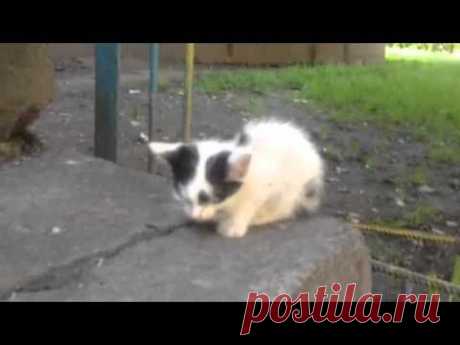 Троещина! Котята с гниющими глазами.