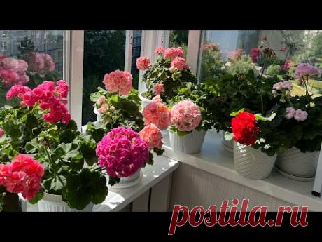 29.06.23 Новости с моего балкона. В каком грунте растут мои Пеларгонии, чем я их подкармливаю.