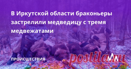 В Иркутской области браконьеры застрелили медведицу с тремя медвежатами В Иркутской области возбуждено уголовное дело по факту незаконной охоты на медведей. Как сообщили корреспонденту ИА REGNUM в пресс-службе Главного управ...