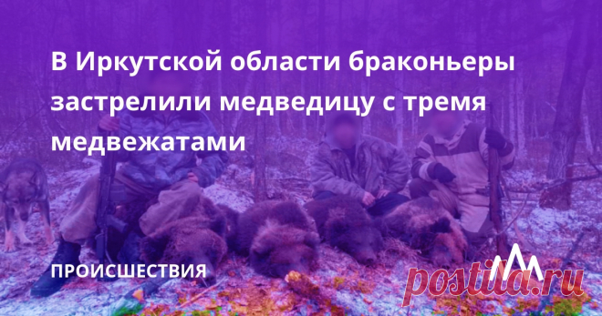 В Иркутской области браконьеры застрелили медведицу с тремя медвежатами В Иркутской области возбуждено уголовное дело по факту незаконной охоты на медведей. Как сообщили корреспонденту ИА REGNUM в пресс-службе Главного управ...