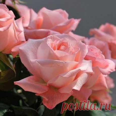 Розы.