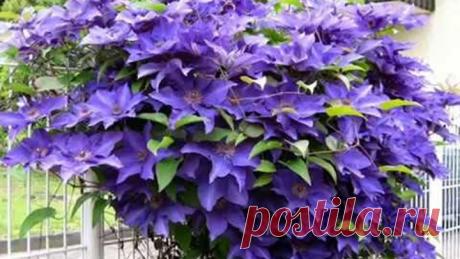 РАБОТА НАД ОШИБКАМИ. КЛЕМАТИСЫ