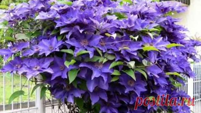 РАБОТА НАД ОШИБКАМИ. КЛЕМАТИСЫ