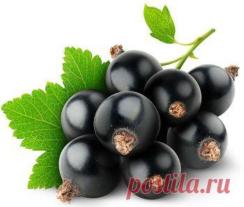 Варенье из черной смородины. Польза