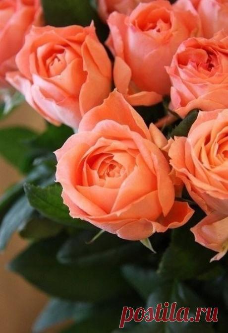 (99+) Одноклассники