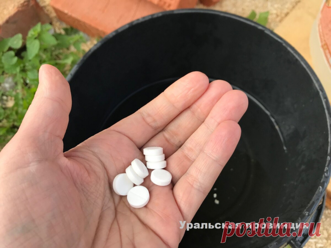 Добавляю 8 таблеток на ведро воды - 4 года в теплице не было ни одной болезни ни на огурцах, ни на томатах | Уральская провинция | Дзен