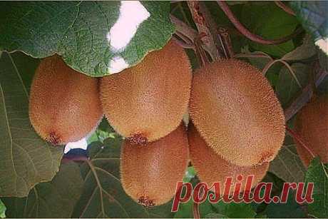Мой Уютный Дом.Рукоделие.Декор своими руками