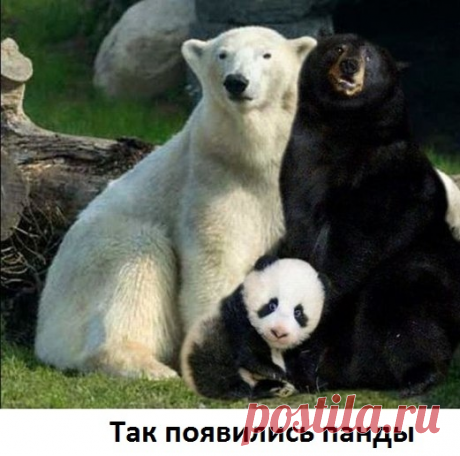 Загадка панды.