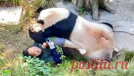 Панда напала на смотрительницу в китайском зоопарке. В Чунцинском зоопарке Китая большая панда по кличке Дин Дин напала на сотрудницу, женщине удалось вырваться и убежать. Видео произошедшего публикует Daily Mail. Инцидент произошел, когда смотрительница зоопарка находилась в вольере с ...