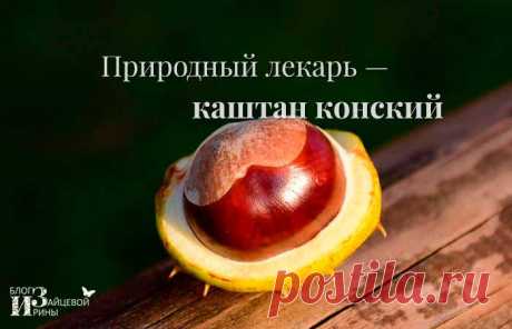 Каштан конский. Лечебные свойства и противопоказания. Применение | Блог Ирины Зайцевой