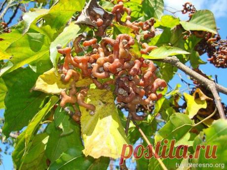 Интересные факты о конфетном дереве | Я так вижу