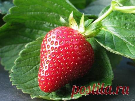 ДЛЯ ПРОФИЛАКТИКИ БОЛЕЗНЕЙ КЛУБНИКИ!