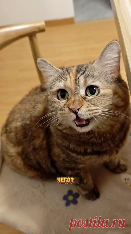Грустный котя показал другу шаттл Neakasa M1😹 Крутой автоматический лоток для говорящих коть😻 #кот