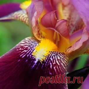 Ирис – многофункциональное растение