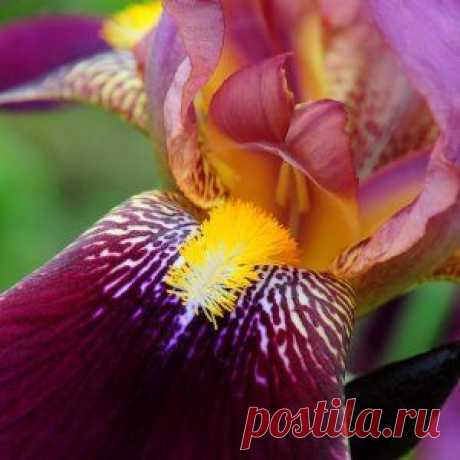 Ирис – многофункциональное растение