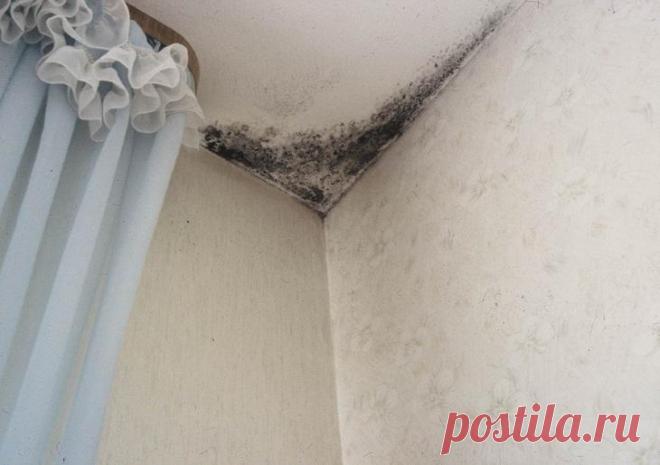 Как бороться с плесенью в ванной Ванная комната – это помещение с особыми условиями, к которым среди прочего относится высокая влажность, недостаточная интенсивность вентиляции и низкая освещенность. Все это создает предпосылки для п...