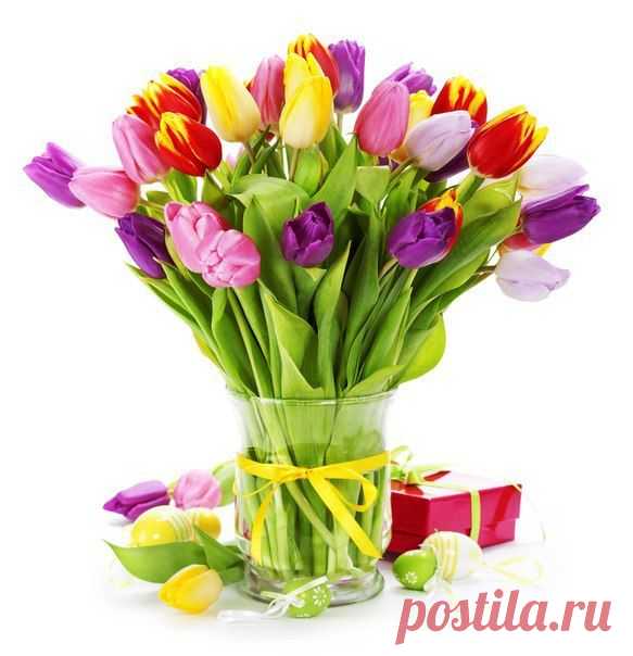 Елена Антонова