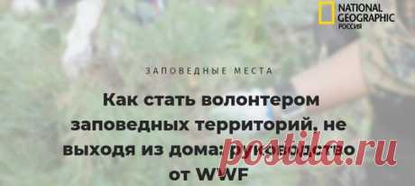 Хотите помогать с защитой мишек да моржей в Арктике? Или в Калмыкии оберегать фантастических сайгаков? Снежным барсам в Сайлюгемском нацпарке помощь тоже не помешает! Можете приехать в гости, а можете даже с дивана не вставать. Рассказываем, как каждый из вас может помочь заповедникам, национальным паркам и другим охраняемым природным территориям, где бы они ни находились.