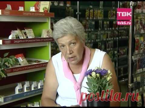 Советы тети Тани. Эустома — Яндекс.Видео