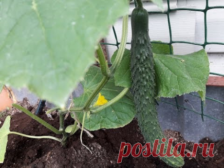 Огурцы в холодном июне, чем подкармливаю/Самый устойчивый к холоду сорт/Сделали полив