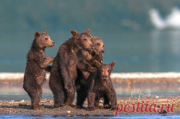 Фото дня. Медвежья банда.
