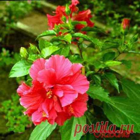 Лечебные рецепты созданные природой | Народная медицина