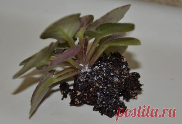 Когда и как пересадить антуриум, уход после пересадки Когда именно нужно пересаживать цветок? В среднем, молодые кустики (таковыми они считаются до четырехлетнего возраста) пересаживают раз в год, старые — раз в два или три. Это общее правило, оно касает...