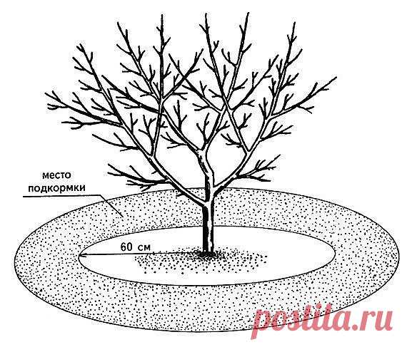 Чтобы яблони были урожайными

К сожалению, не всегда удаётся добиться хорошего урожая этих замечательных фруктов. Тому много разных причин, да и не все секреты выращивания здоровых урожайных яблонь лежат на поверхности… Но некоторыми из них мы готовы сегодня поделиться с вами. 

Секрет 1: Хочешь урожай - ветку наклоняй 

Иногда здоровые сильные яблони, которые и поливают, и подкармливают, и защищают от вредителей, упорно отказываются плодоносить или радуют урожаем через го...
