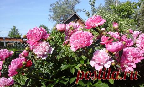 Эти цвели позднее, но уже осыпаются из-за засухи. Очень крупные.