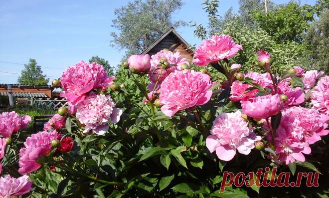 Эти цвели позднее, но уже осыпаются из-за засухи. Очень крупные.