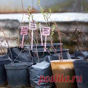 Черная смородина: два способа посадки