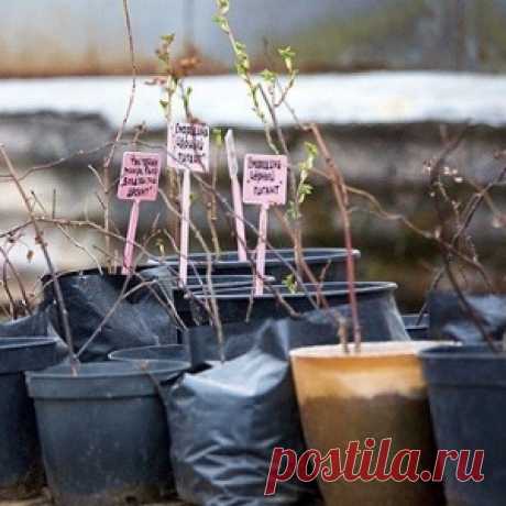 Черная смородина: два способа посадки