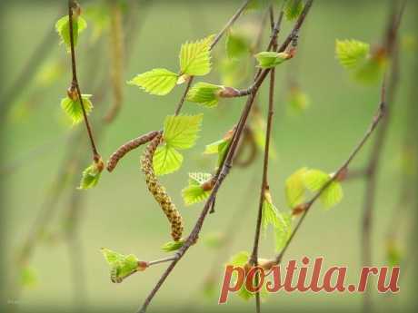 Берёзы молодой листва