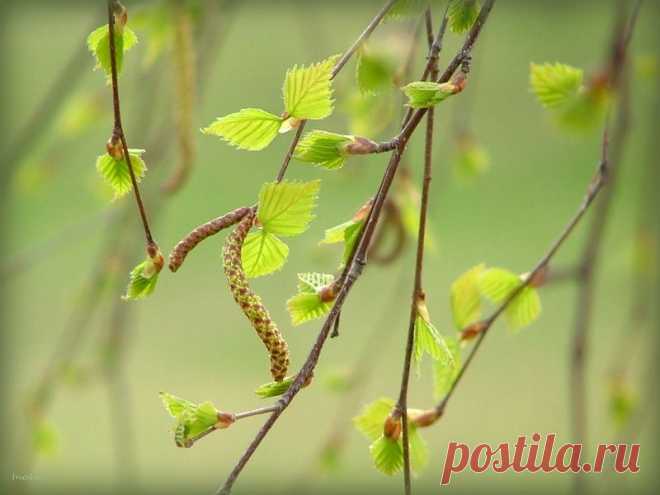 Берёзы молодой листва